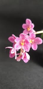 Sarcochilus Elegance-Peace