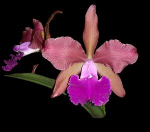 <i>Cattleya</i> Aurora's Newyears Gift