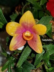 <i>Dendrobium</i> Swiss Mountain Palace