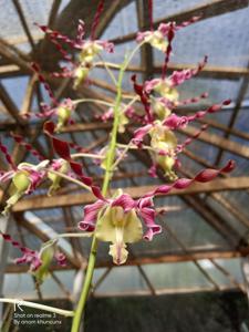 Dendrobium Arumi Bachsin