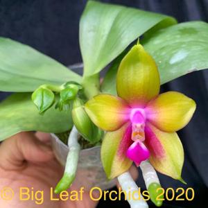 <i>Phalaenopsis</i> Phoenix Phoenix Dragon