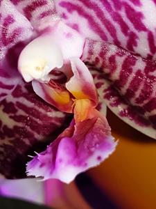 Phalaenopsis Natasha