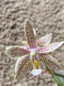 <i>Phalaenopsis</i> Yaphon Pink Lady