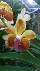 Vanda M. V. Tannins