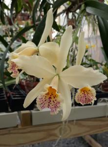 Brassocattleya Patricia Leach Almeida