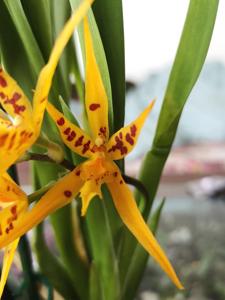 Brassidium Golden Star