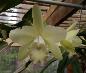 Rhyncattleanthe Clayton's Uncle Joe