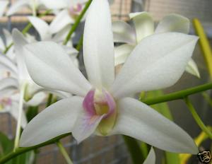 Dendrobium Warringah