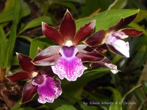 Zygopetalum Debbie De Mello