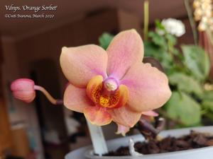 Vandaenopsis Jiaho's Orange-schilleriana