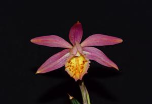 <i>Pleione</i> Edgecombe