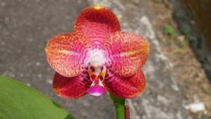 <i>Phalaenopsis</i> Zheng Min Venom