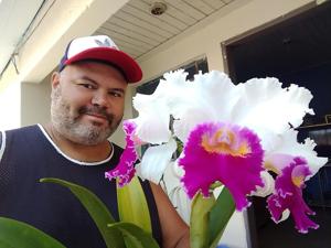 Cattleya Persepolis
