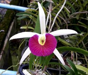 <i>Brassocattleya</i> Yuan Nan Star War