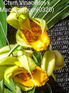 Catasetum vinaceum-macrocarpum