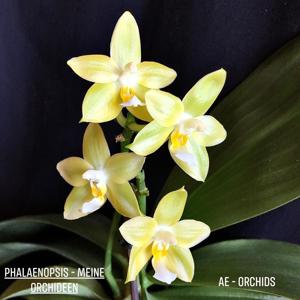 Phalaenopsis Joy Green Coral-Yin's Green Jewel