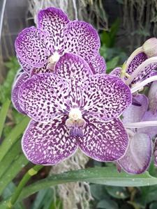Vanda Gordon Dillon