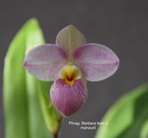 <i>Phragmipedium</i> Barbara LeAnn-manzurii