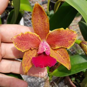 Cattlianthe Orquidacea's Primeiro Amor-guttata