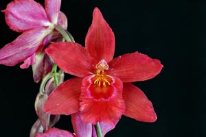 <i>Oncidopsis</i> Enzan Fantasy