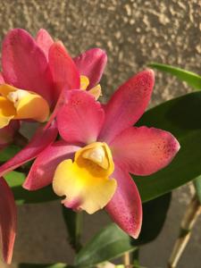 Cattlianthe Loog Tone-Galaxy Belle