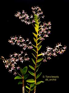 Dendrobium Tiara Beauty