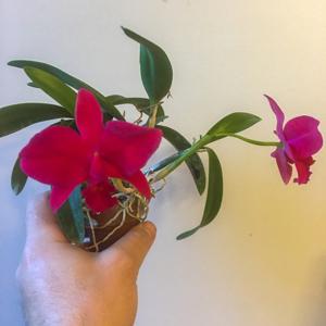 Cattleya Beautiful Sunset