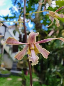 <i>Dendrobium</i> Loe Hong Kang