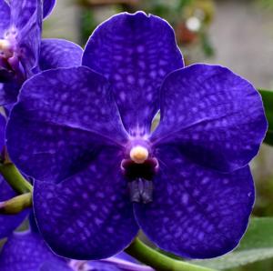Vanda Pachara Delight