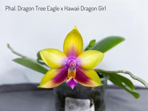<i>Phalaenopsis</i> Kingfisher's Haida Sunrise