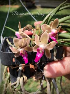 Paraphadenia Juraj Kojs