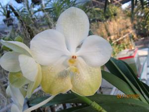 <i>Vanda</i> Fe Pregunta