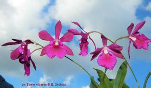 Guaritoniclia Kimmy-cordigera