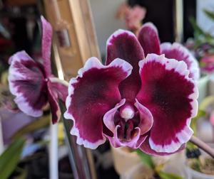 Phalaenopsis Summer Breath