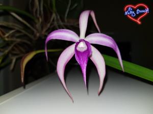 Brassocattleya Amethyst