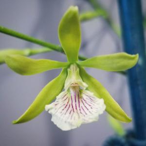Encyclia Ruffly Profuse