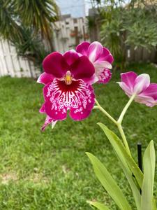 Miltoniopsis Morris Chestnut