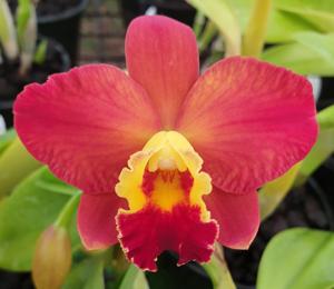 Rhyncholaeliocattleya Chief Jewel