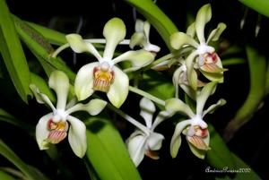 Vanda Denison's Dwarf