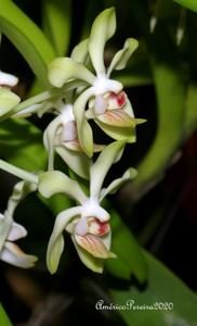 <i>Vanda</i> Denison's Dwarf