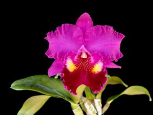 Rhyncholaeliocattleya Satoru Toshima