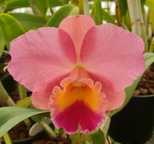 <i>Cattleya</i> Dal's Tradition