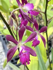 Enanthleya Purple Martins