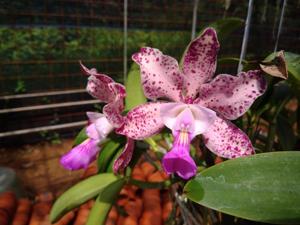 Cattleya Measuresiana