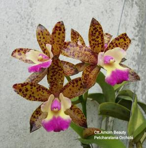 Cattlianthe Amorn Beauty