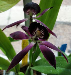 Guarechea Black Comet