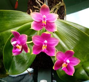 Phalaenopsis Lim Cheen Nyon