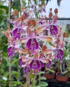 Dendrobium Tiara Beauty