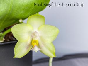 Phalaenopsis Kingfisher's Lemon Drop