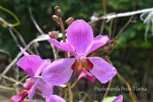 <i>Papilionanda</i> Pride O'Lanka